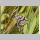 Aplocera sp - Johanniskrautspanner 01.jpg